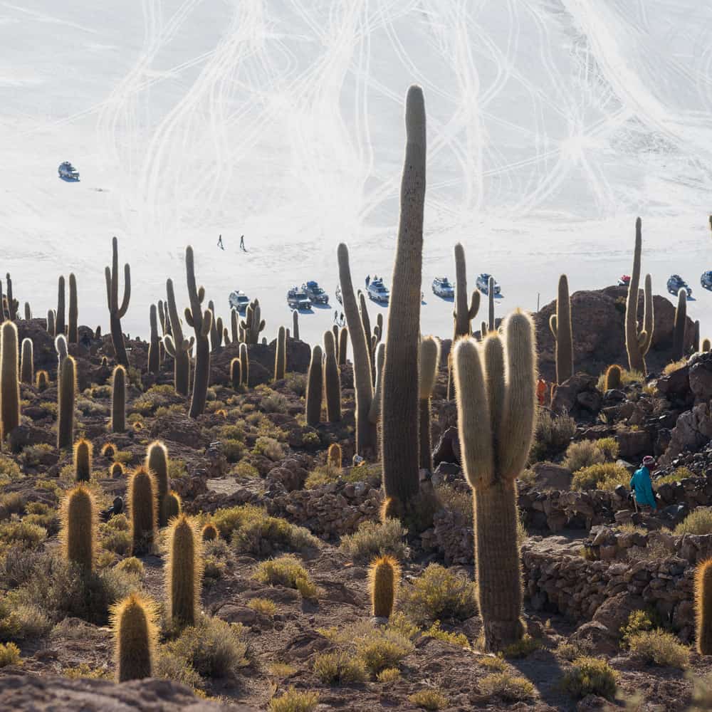 salar-de-uyuni-cactus-isle-in-the-salt-lake-2022-11-07-07-39-47-utc